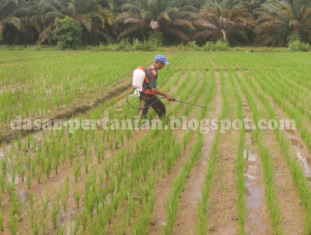 Waktu Yang Paling Tepat Untuk Menyemprot Tanaman Padi