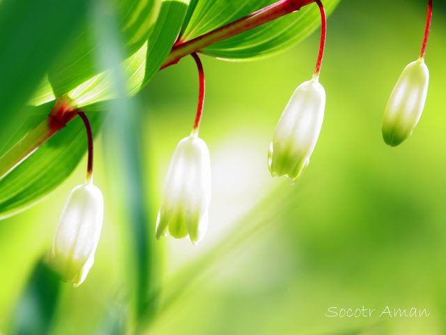 Polygonatum odoratum