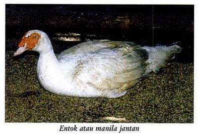 Usaha Ternak Bebek Entok  Bisnis Kecil Kecilan 2013 Terbaru