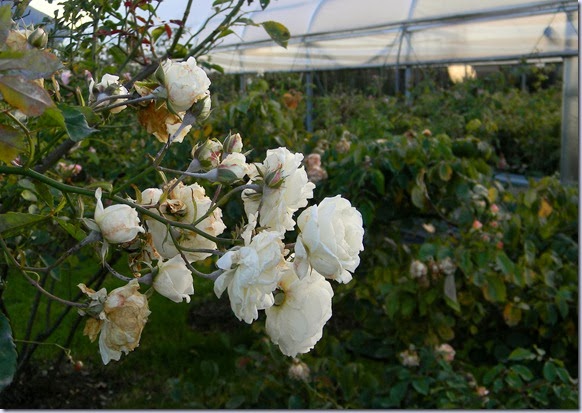 DSCN8967