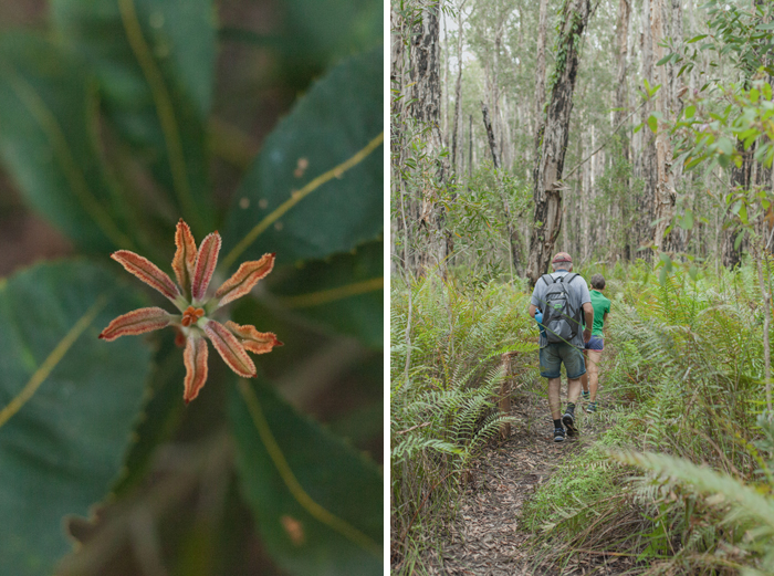 noosa walking trek