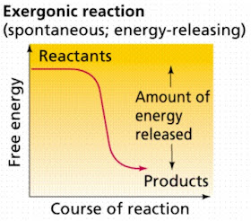 Exorgenic reaction