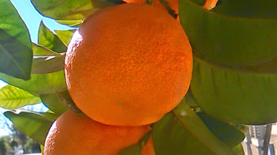 naranja amarga