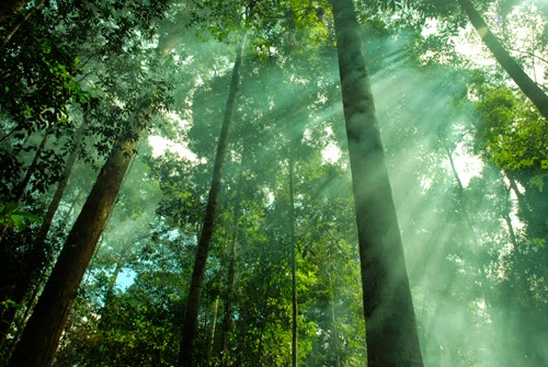 Hutan dan impian