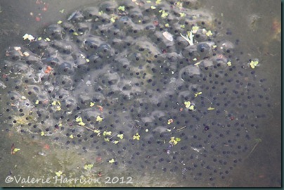 frogspawn