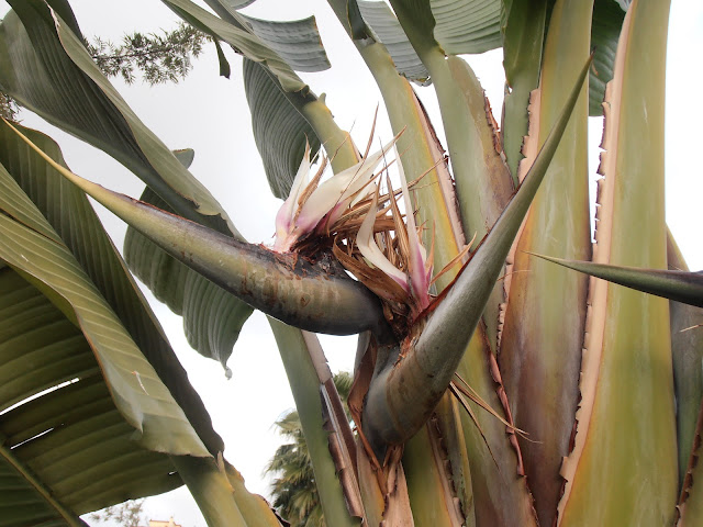 AVE-DEL-PARAÍSO-GIGANTE-Strelitzia-nicolai