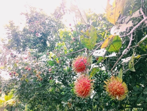 gambar rambutan masak 