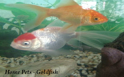 Goldfish as Home Pets