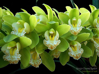 Orquídea Cymbidium verde