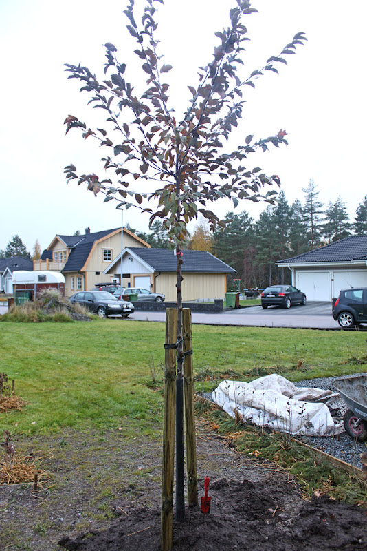 Trädgårdsblogg Thorins Trädgård