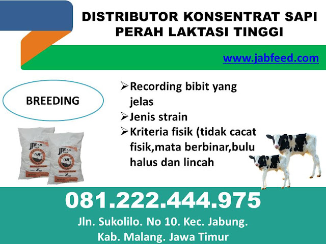 Konsentrat Sapi, Konsentrat Sapi Perah, Konsentrat Sapi Untuk Kelinci, Konsentrat Sapi Dara