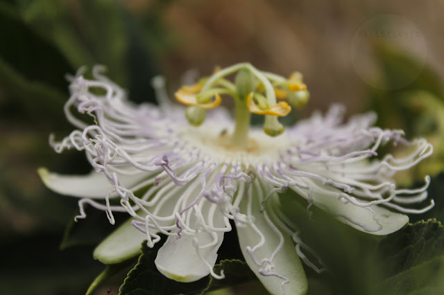 Passion Flower