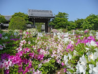 岩倉の妙満寺（みょうまんじ）にツツジを愛でに行った。