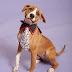 Keep Your Pets Flea and Tick Free This Season