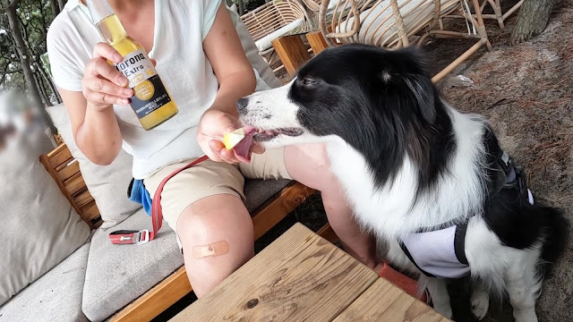 保護犬 ボーダーコリー トーマ 稲毛海浜公園