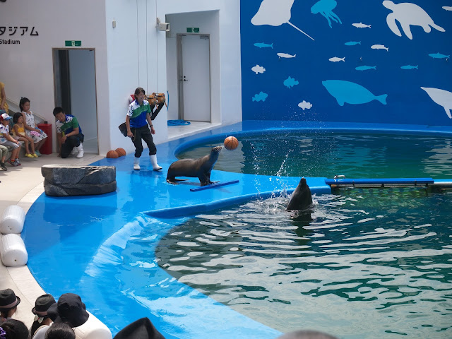 仙台うみの杜水族館 イルカ・アシカショー