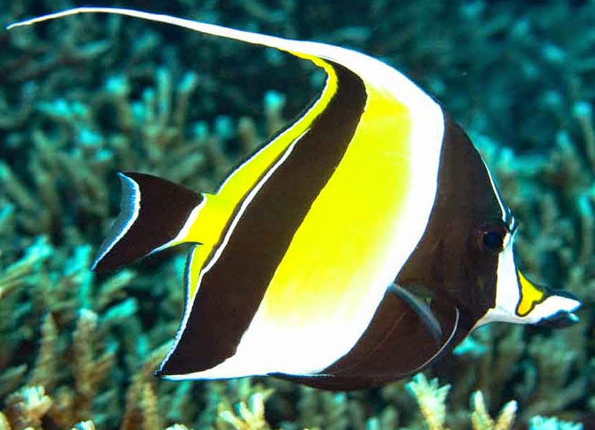 Fadhly s Fisheries Extension Ikan  Hias  Moorish Idol 