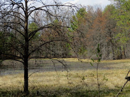 Great Lakes Coastal Plain Marsh