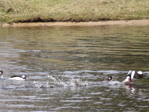 bufflehead ducks