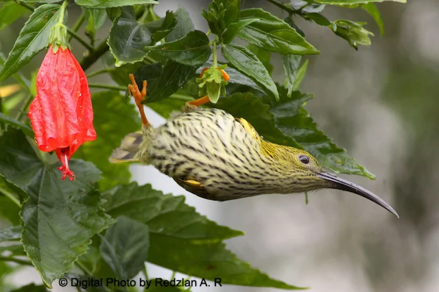 Hibiscus and Spiderhunter