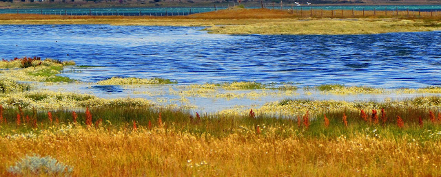 Argentina; Patagonia; Calafate; laguna Nimez