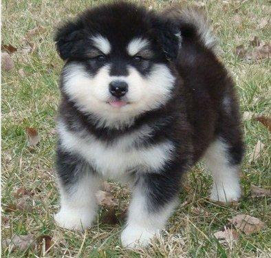 Black And White Husky Puppies With Blue Eyes. Siberian Husky Puppies Photos