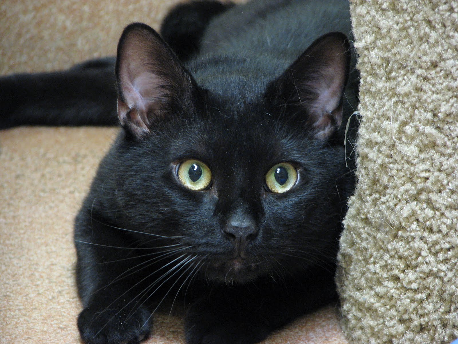  Animal  Shelter Volunteer Life Black  Cat  Appreciation Day 2012