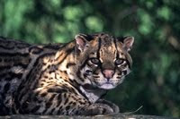 Ocelot