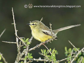 tyrant birds