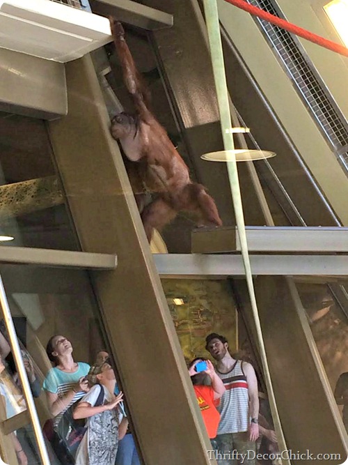 orangutans indy zoo