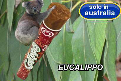 Cosa mangiano i koala