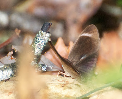 White-bar Bushbrown (Mycalesis anaxias)