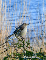 Northern Mockingbird – Grayton State Park, FL – Mar. 27, 2018 – photo by Roberta Palmer