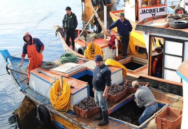 Maullín: Pescadores artesanales obtienen certificación Fair Trade para comercializar locos