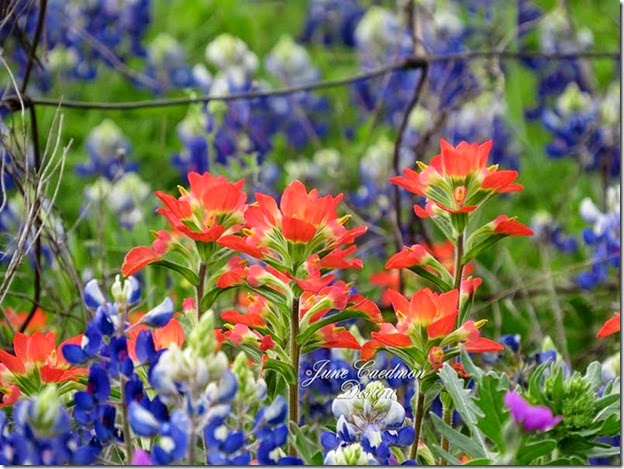 TexasPainbrush