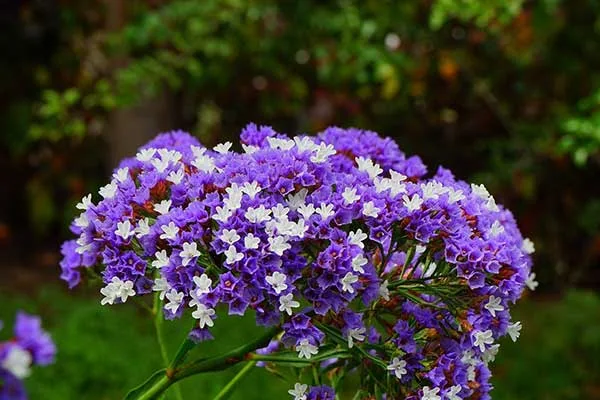 Estátice ou Limonium sinuatum Sempre-viva, Sempre-viva-azul, Lavanda-do-mar