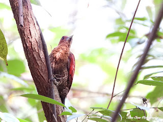 Banded Woodpecker sighting at MacRitchie Reservoir