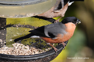 Male Bullfinch