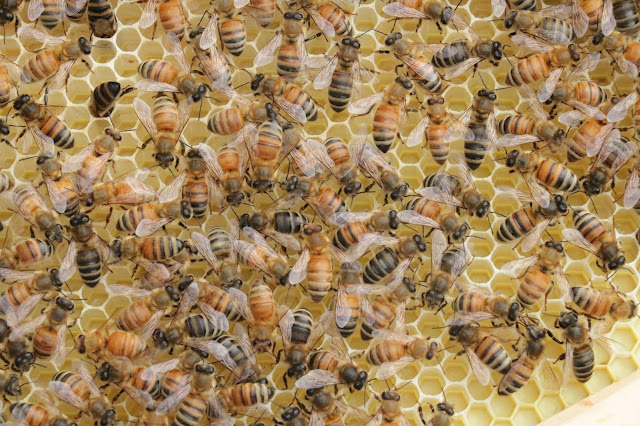 hillcrest mall bees