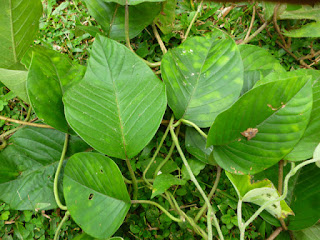 Spotted Heart or Morning Glory - Girithilla-leaves