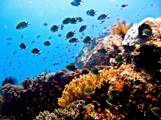 laut bunaken