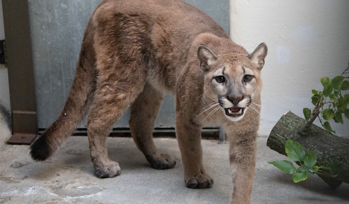 Puma liberato da appartamento a New York: l'animale è stato portato in un rifugio