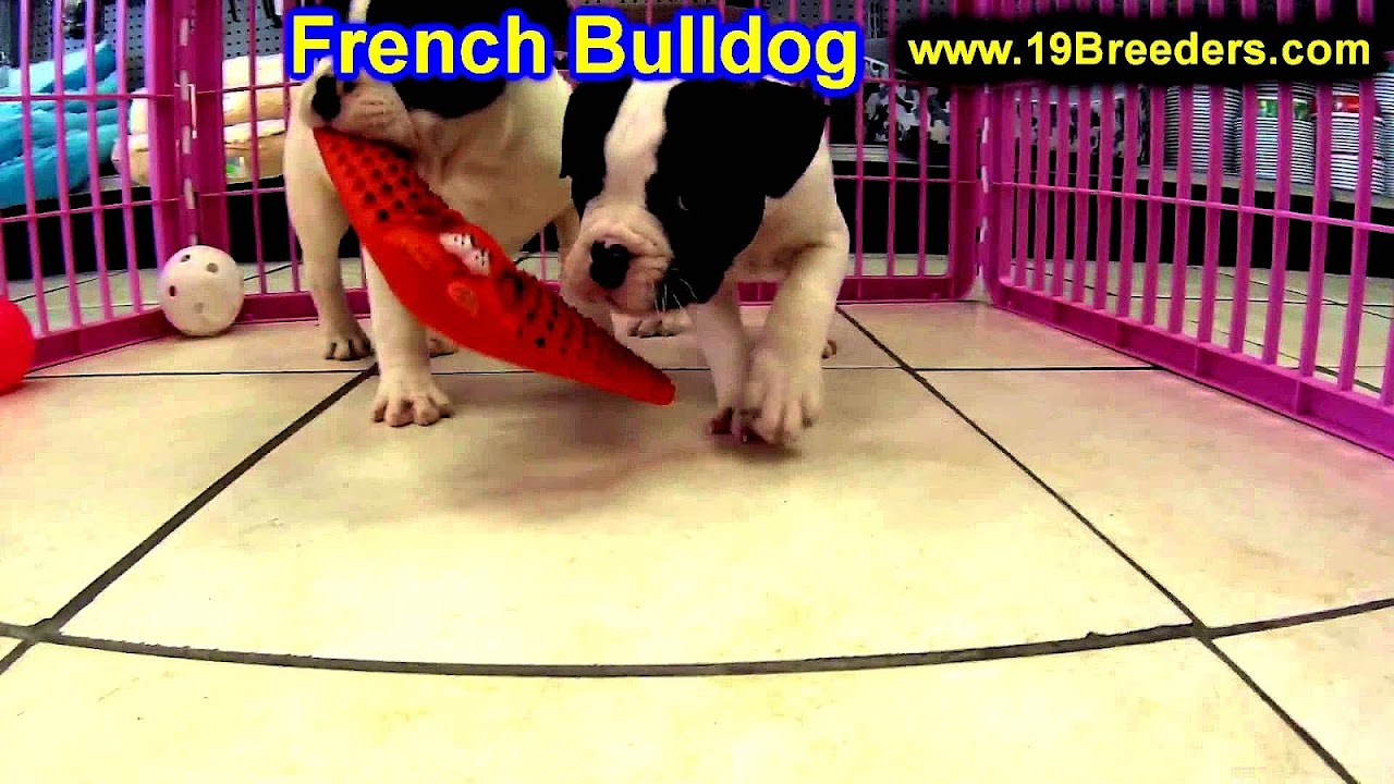 French Bulldog Rescue Minnesota