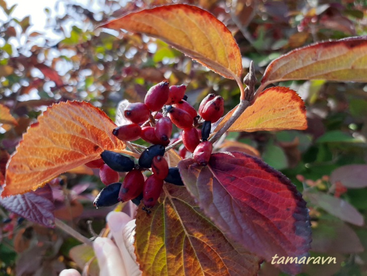 Калина буреинская (Viburnum burejaeticum)