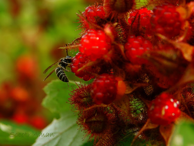 Vespula flaviceps