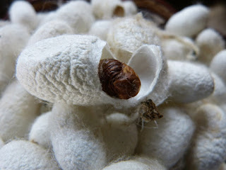 Silk cocoon,silk moth,silk fabric