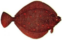 European Plaice