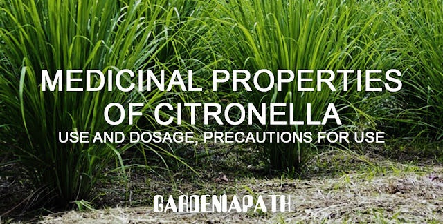Medicinal properties of citronella