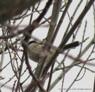 Black-Capped Chickadee