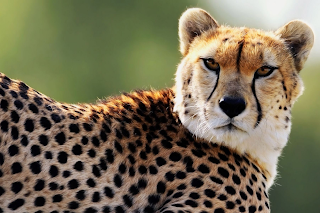 Weird Wallpaper Center: Cheetahs Wallpaper | Cheetahs Backgrounds for
